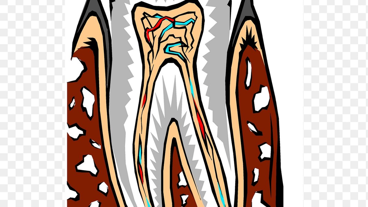 Tooth anatomy showing the enamel, dentin and pulp layers — the structure dental regeneration and oral-health peptides aim to rebuild; PBC Dent, Panacea Bio Chem, by Bogdan Dicoias